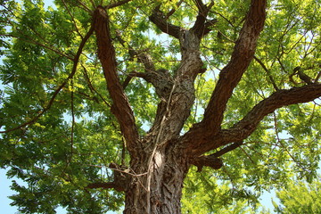 トゲナシニセアカシア（刺無偽アカシア）