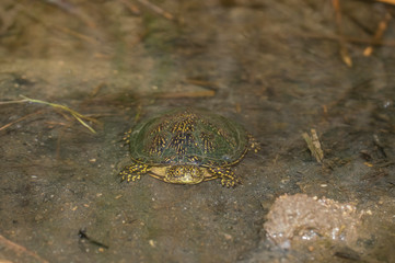 Balkan pond terrapin, Mauremys rivulata