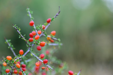 Small red wild fruits in the Pampas forest, Patagonia, Argentina