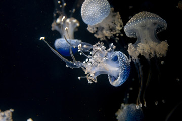 A flock of blue and grayjellyfish swims on a black background