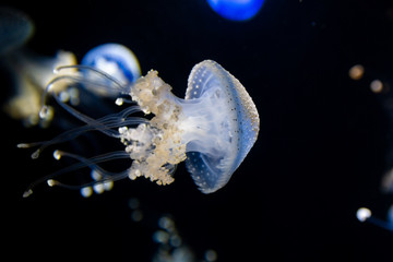 Blue jellyfish on a black background swimmind right. © bakabuka