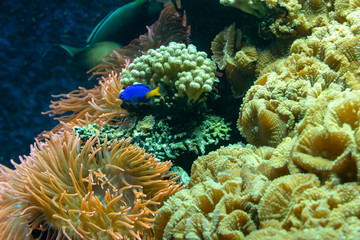 Fototapeta na wymiar Colored coral reef with tropical fish