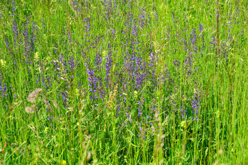 Frühlingswiese, Schweiz