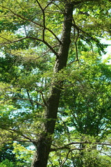 シャコック（Chacok)