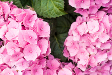 pink flowers on green background