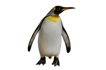Naklejka premium King penguin standing on a white background