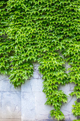Wild grapes on the wall. Climbing plant on a stone wall