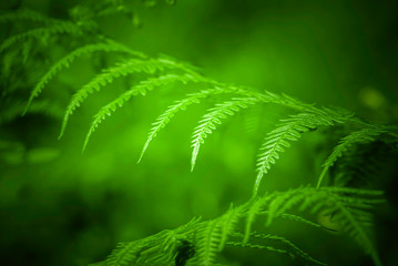 Young green leaves of fern in macro 