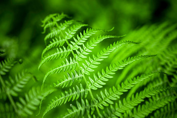 Young green leaves of fern in macro 