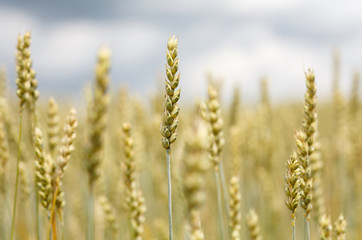  Wheat field. full of ripe grains, golden ears of wheat or rye close up on a blue sky background.