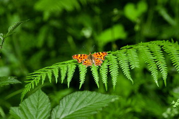 comma butterfly on green fern