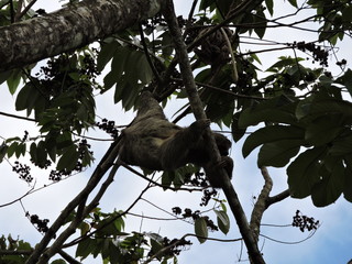 Faultier im Baum in Costa Rica