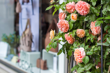 Shop windows and flowers in Zurich. Street photo