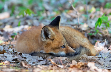 Red fox Vulpes vulpes kit curled up sleeping in the leaves in springtime in Canada 
