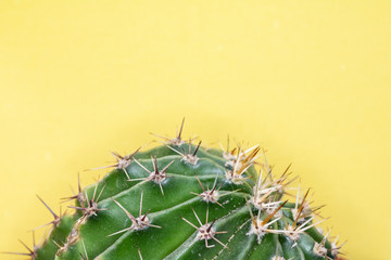 Abstract Cactus Cacti Close Up Thorn Spikes on Yellow Background