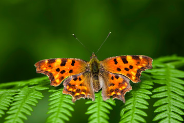 comma butterfly on green fern
