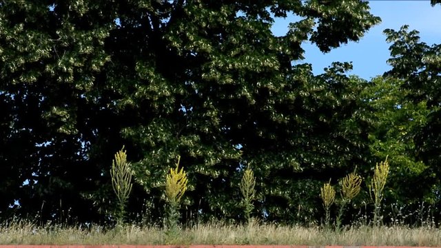 Impressions from Citadel Park in Berlin Spandau on July 12, 2016, Germany