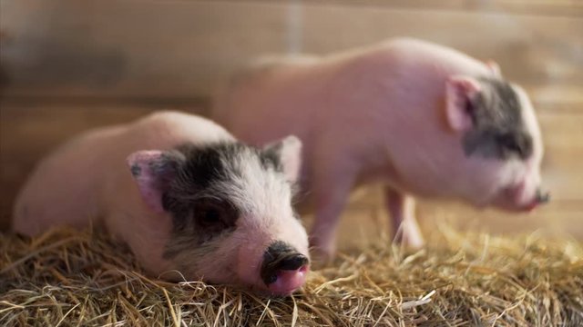 Close portrait of two sleepy pink and grey piglets on straw