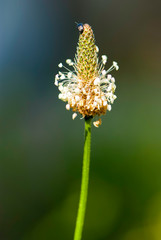 background of plantain flower in macro