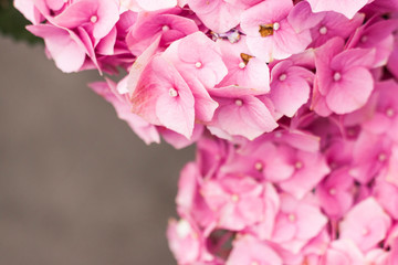 Naklejka premium pink rose with water drops