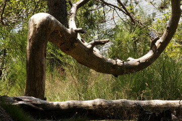 Branche courbe de pin