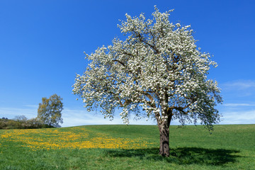 Üppig blühender Birnbaum in einer Wiese mit gelbem Löwenzahn vor blauem Himmel