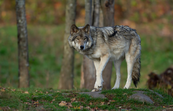 A lone Timber wolf or Grey Wolf Canis lupus on top of a rock looks back on an autumn day in Canada © Jim Cumming