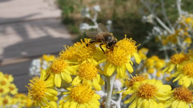 Honey bee on yellow dasy flower
