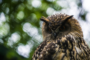 The big brown owl sits on a tree and looks down.