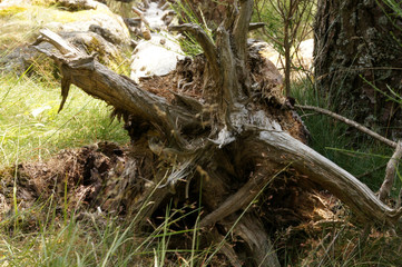 Vieille souche déracinée
