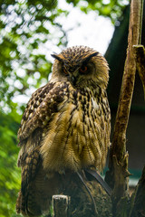 The big brown owl sits on a tree and looks down.