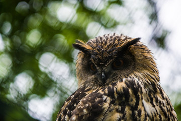 The big brown owl sits on a tree and looks down.