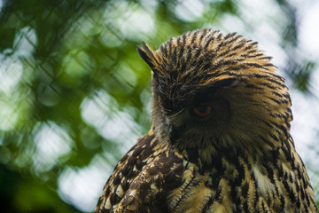 The big brown owl sits on a tree and looks down.
