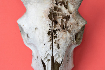 Close Up of Animal Fox Sheep Skull on Pink Red Background Abstract