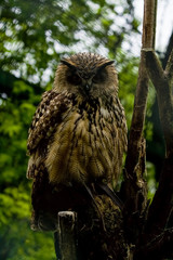 The big brown owl sits on a tree and looks down.