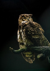 The big brown owl sits on a tree and looks down.