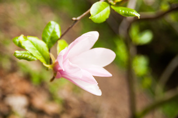 Beautiful magnolia flower. Close up macro