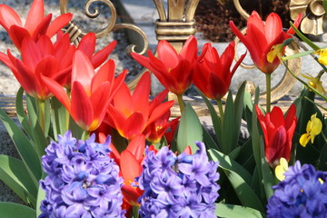 Frühlingsgarten, rote Tulpen vor einem Messingzaun