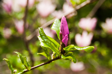 Beautiful magnolia flower. Close up macro