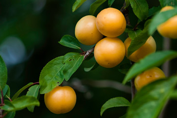 yellow cherry plums on the branches