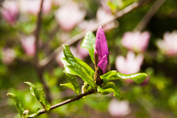 Beautiful magnolia flower. Close up macro