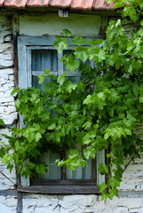 old house window with a vineyard 