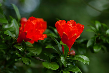 red pomegranate flowers in the garden