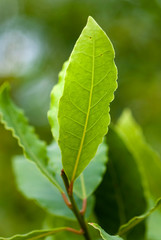 Obraz premium Fresh leaves of laurel tree 