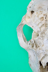 Close Up of Animal Fox Sheep Skull on Green Background Abstract