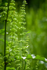 bloom horse sorrel in macro