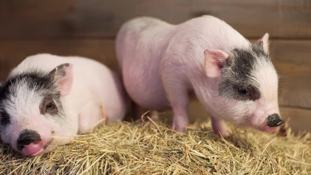 Portrait of two pink and grey piglets. One piggy is falling asleep on straw