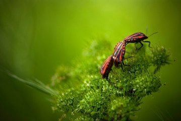 Graphosoma lineatum insect on the plant in macro