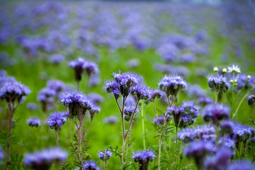 many purple flowers Phacelia tanacetifolia