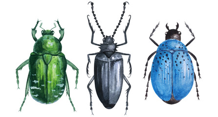 Beautiful set of drawing multicolored bright beetles. green may, black, blue isolated on white background. watercolor illustration for design, packaging, product, textile, website, tattoo, print, post © Nursee